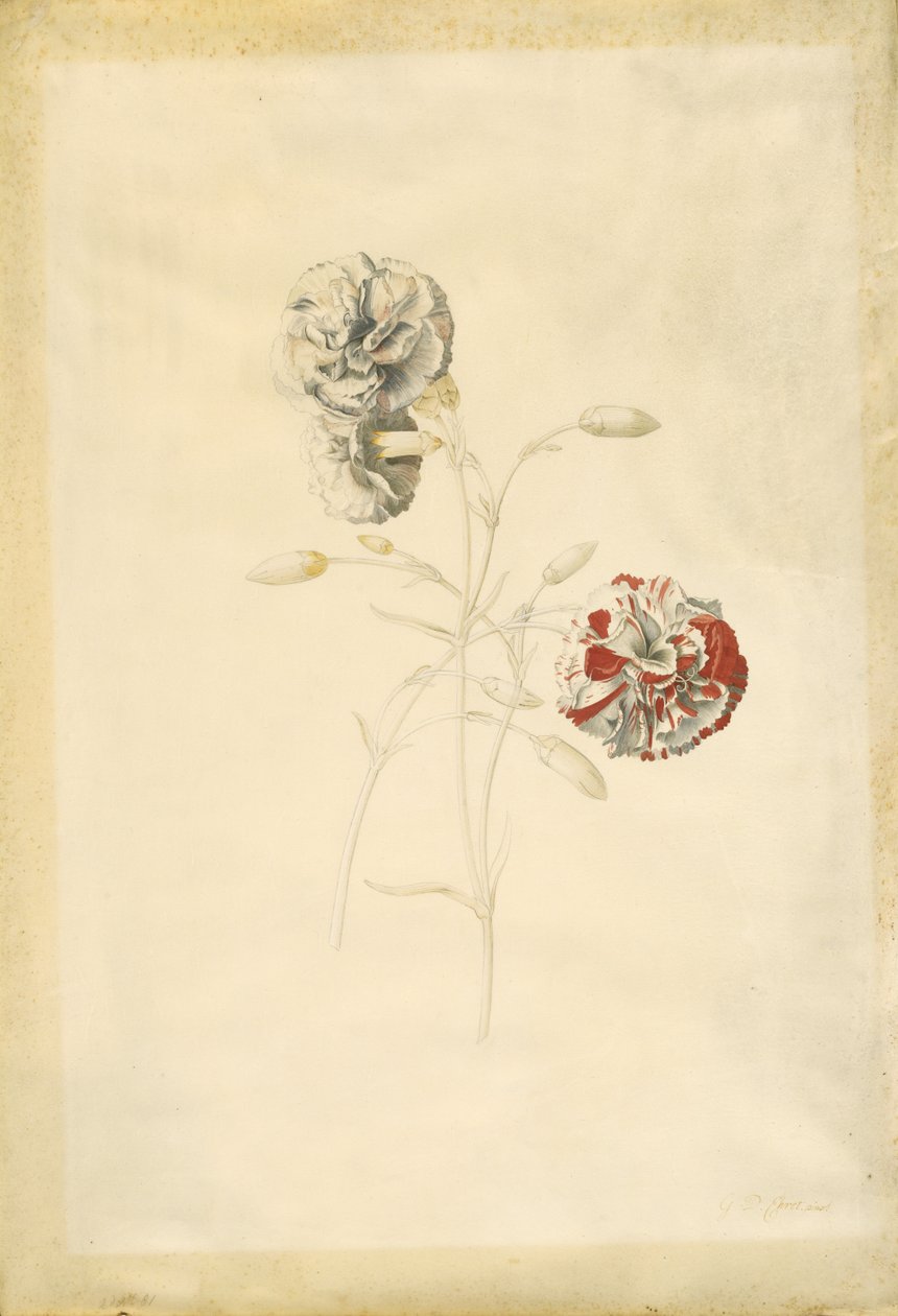  av Georg Dionysius Ehret