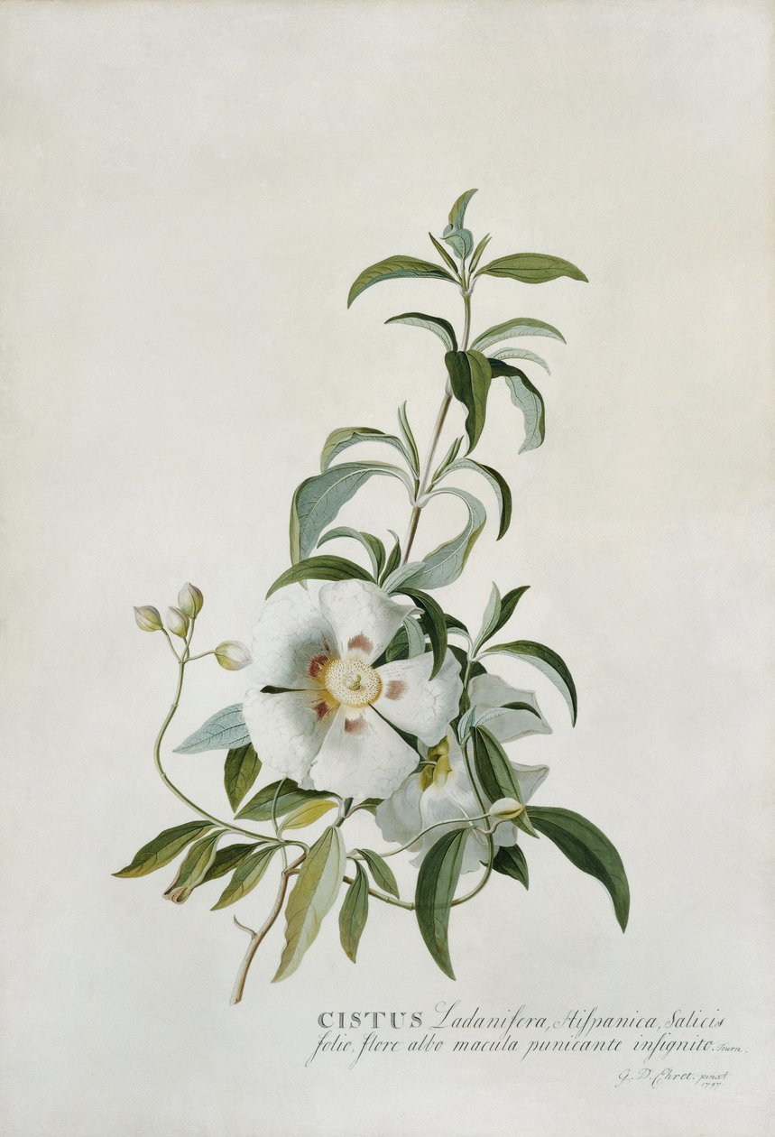 Cistus, 1747 av Georg Dionysius Ehret