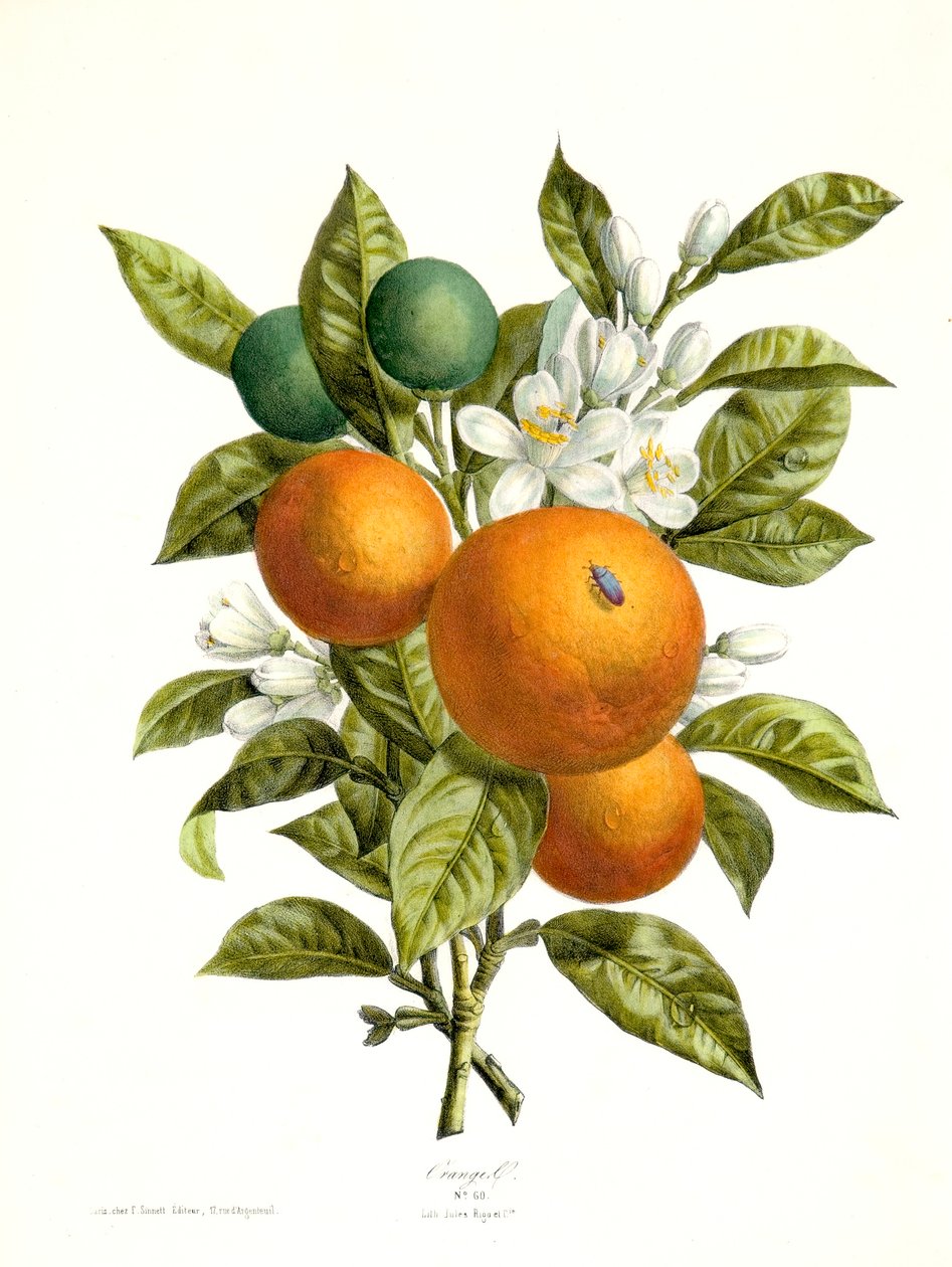 Citrus aurantiacus appelsin, 1730-1770. av Georg Dionysius Ehret