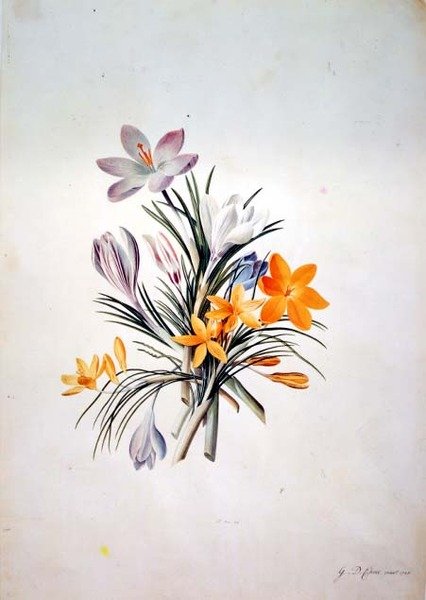 Krokus gjeng av Georg Dionysius Ehret