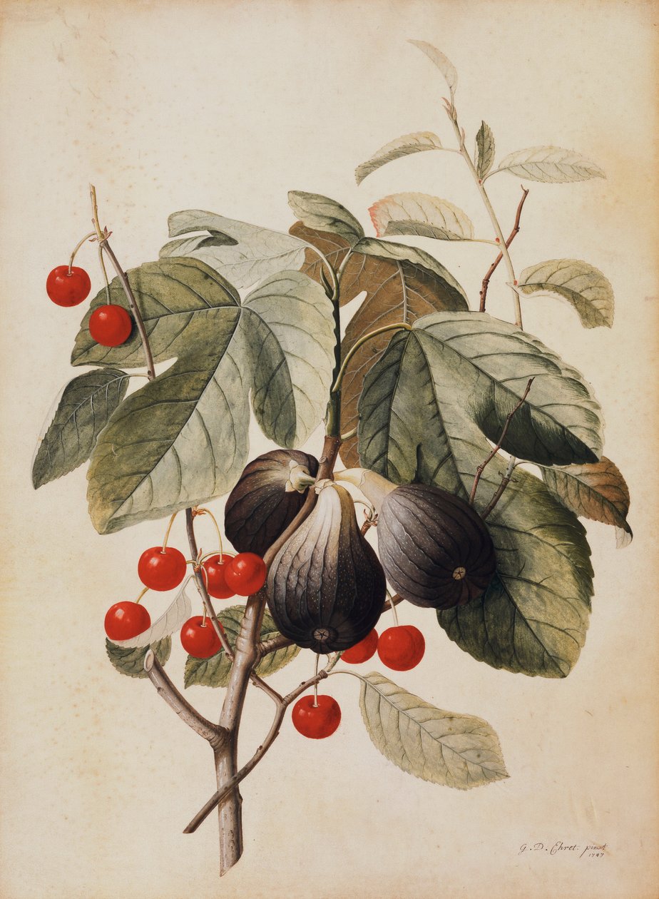 Fiken og kirsebær, 1747 av Georg Dionysius Ehret