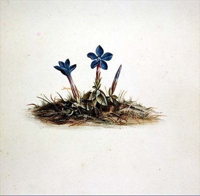 Gentian av Georg Dionysius Ehret