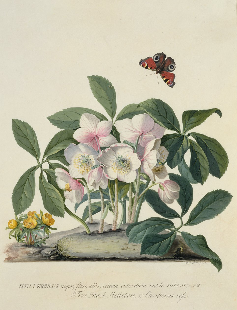 Helleborus Niger av Georg Dionysius Ehret