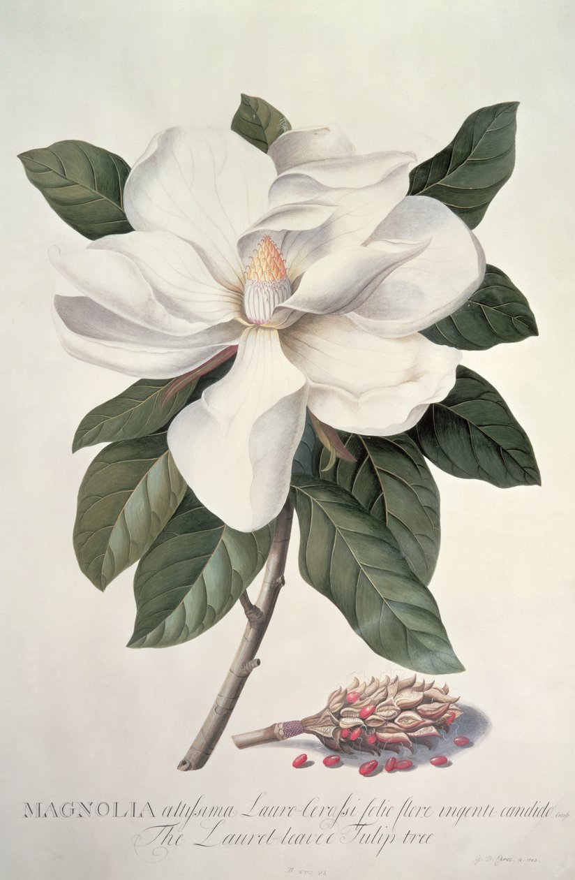 Magnolia av Georg Dionysius Ehret