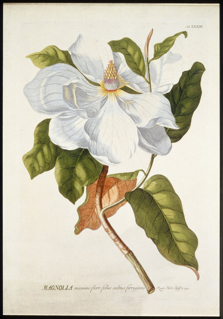 Magnolia i stor blomst, c1740-1770. av Georg Dionysius Ehret