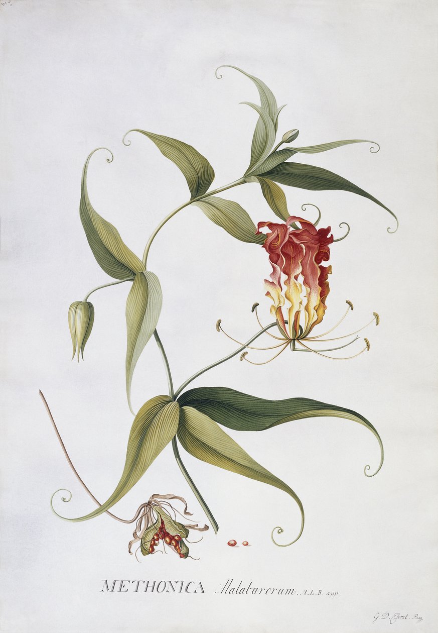 Methonica, av Georg Dionysius Ehret