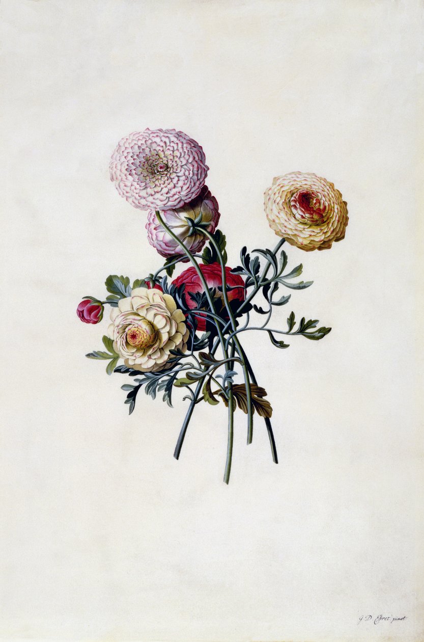 Blandede ranunkler, ca. 1743 (håndfarget gravering) av Georg Dionysius Ehret