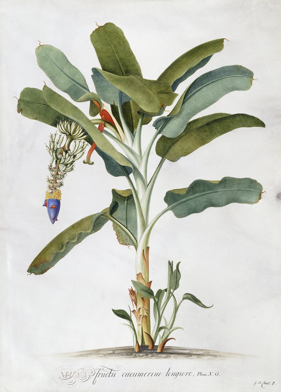 Musa, av Georg Dionysius Ehret