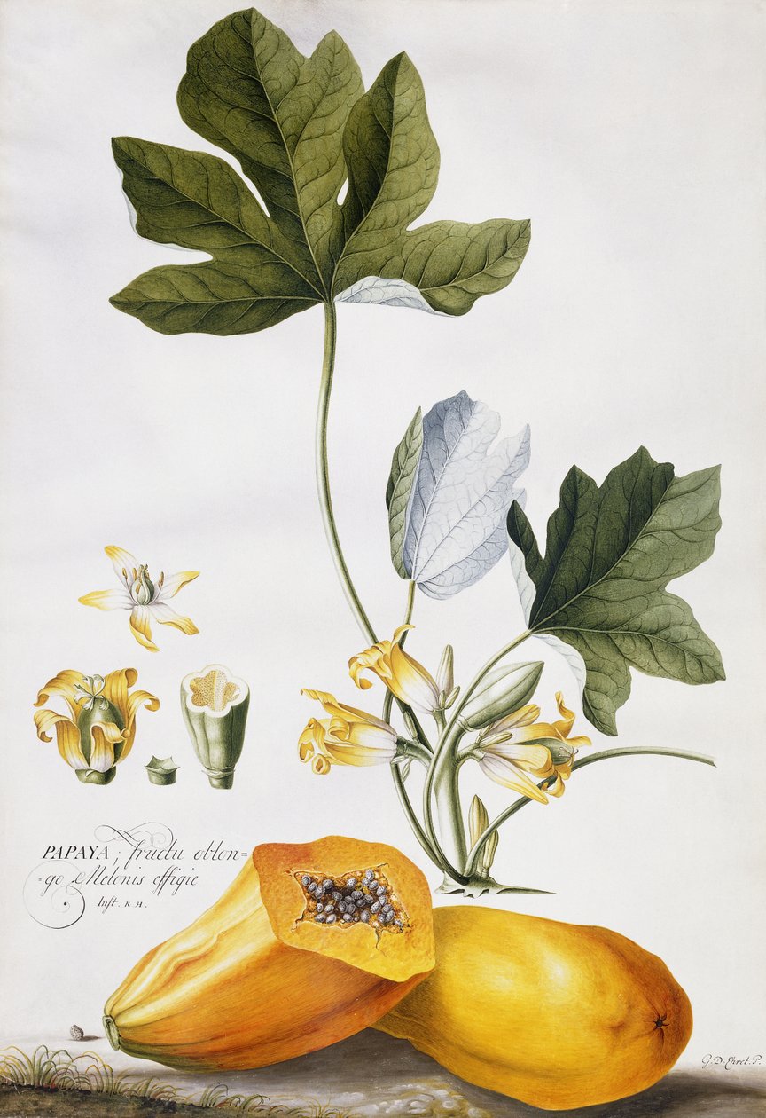 Papaya, av Georg Dionysius Ehret