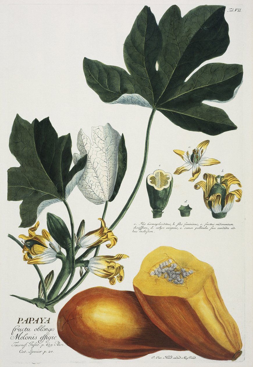 Papaya av Georg Dionysius Ehret