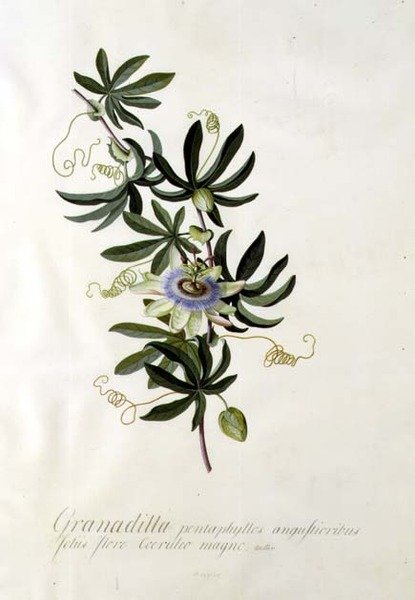 Pasjonsblomst av Georg Dionysius Ehret