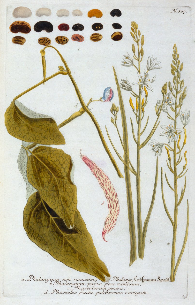 Phalangium, håndfarget gravering fra 1737. av "Georg Dionysius Ehret