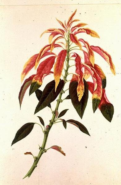 Pieris av Georg Dionysius Ehret