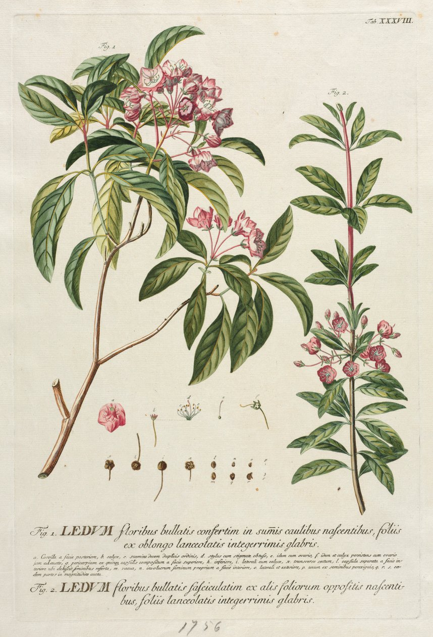 Utvalgte planter 38 av Georg Dionysius Ehret
