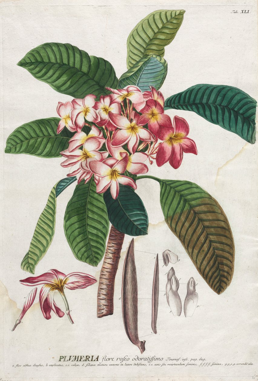 Utvalgte planter 41 av Georg Dionysius Ehret