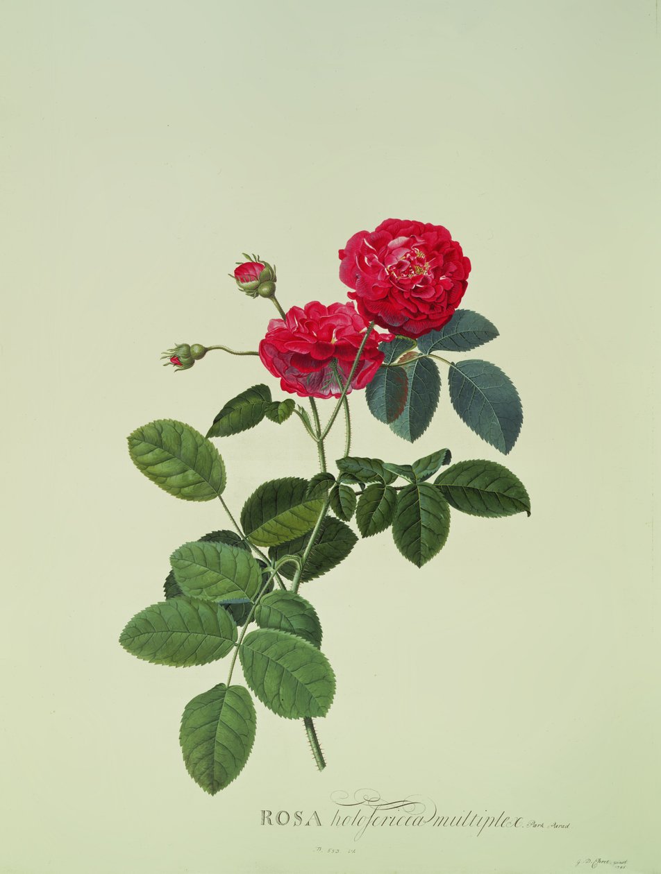 Rosa: Holoferica multiplex (Park Parade) av Georg Dionysius Ehret