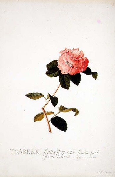 Rosa Tsabekki av Georg Dionysius Ehret