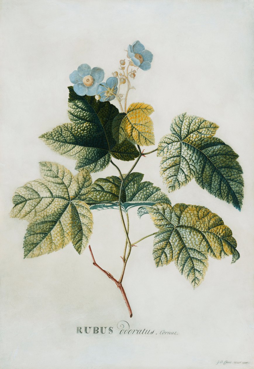Rubus, 1744 av Georg Dionysius Ehret