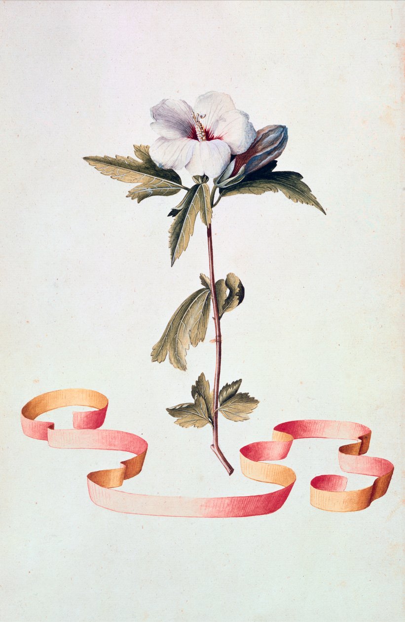 Hvit Hibiscus av Georg Dionysius Ehret