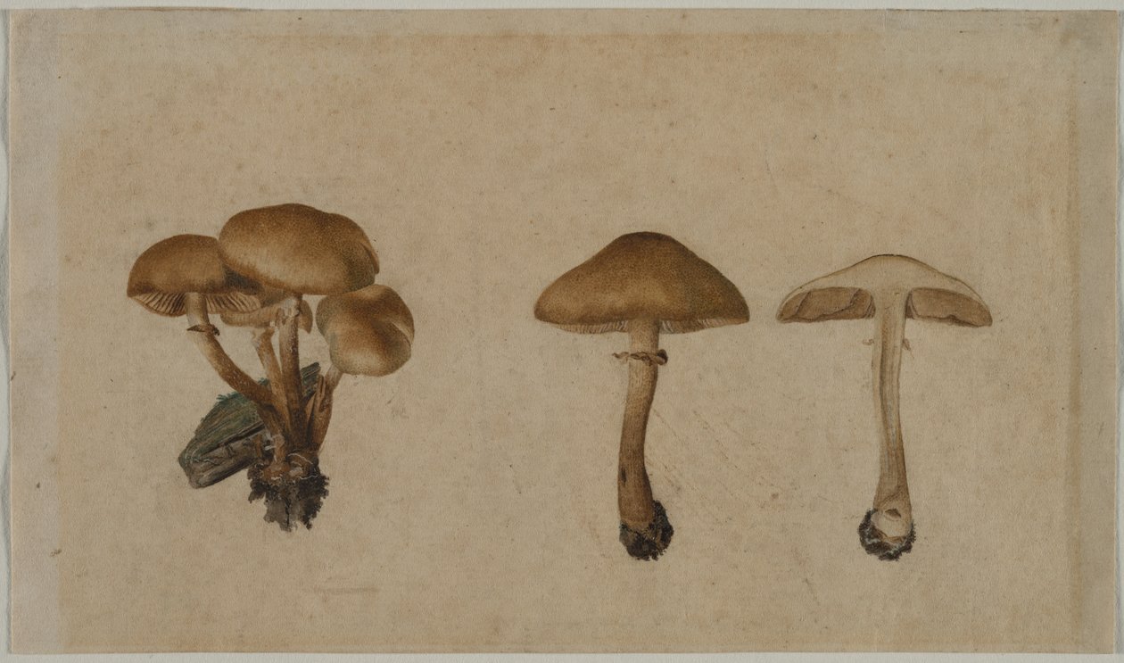 Sopp av Georg Wilhelm Baurenfeind