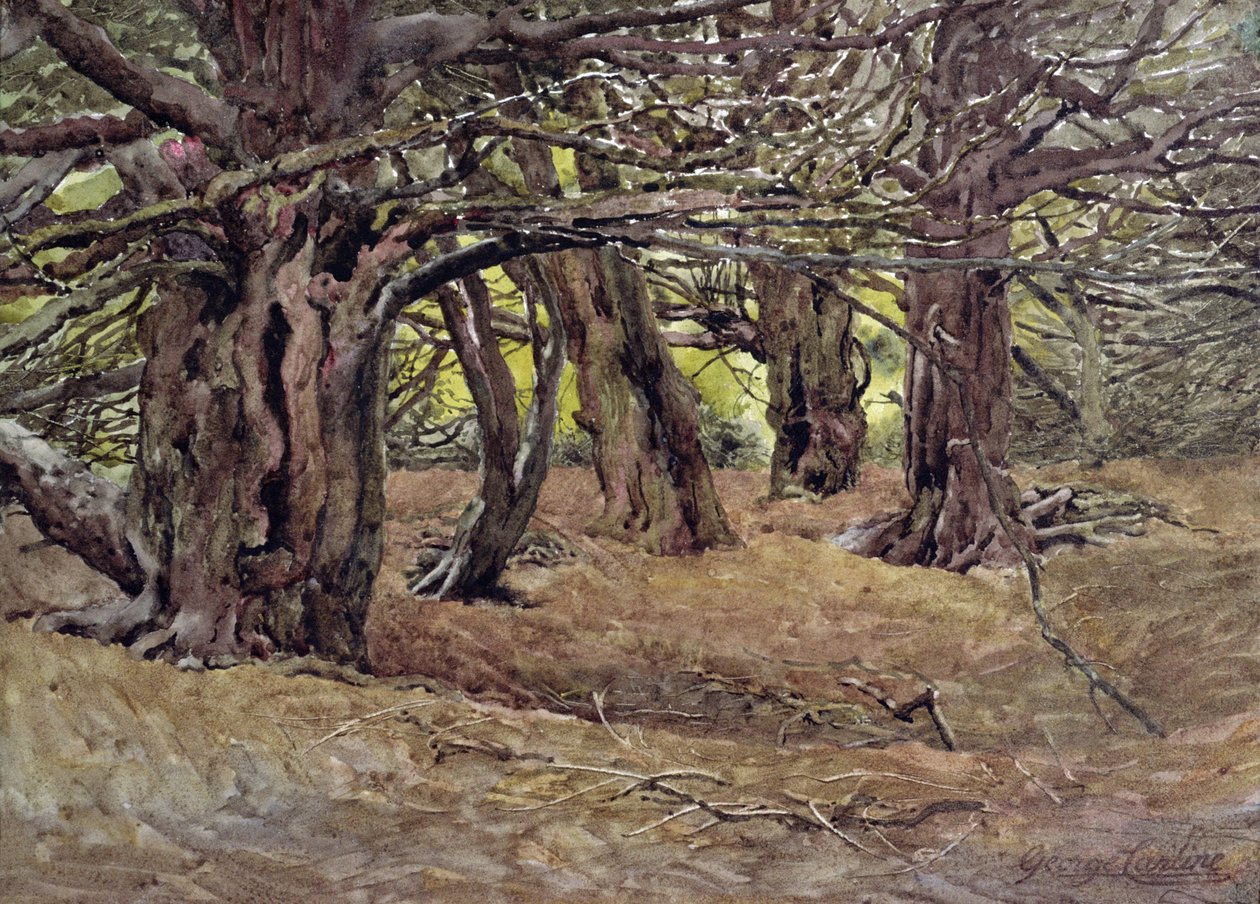 Barlind i Old Yew Wood, Earl of Radnor