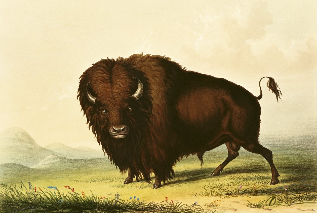 En bison, ca. 1832 av George Catlin