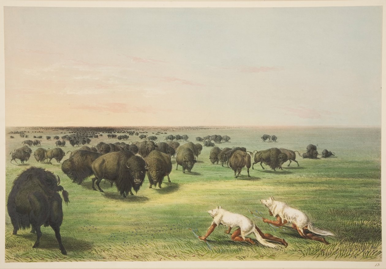 Indianere som jakter bøffel under en maske av ulveskinn, fra Illustrasjoner av de nordamerikanske indianernes manerer, skikker og betingelser, London, 1845 (håndfarget gravering) av George Catlin