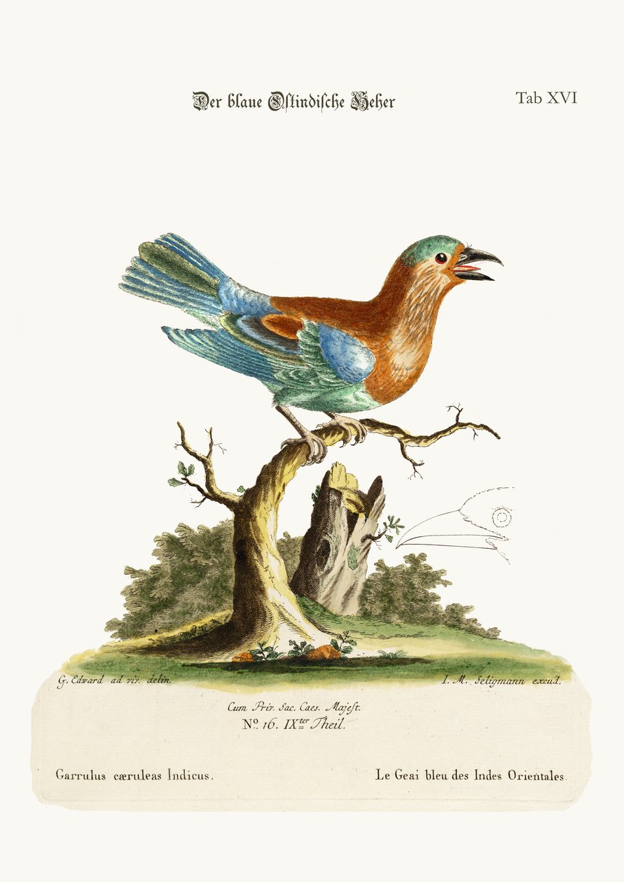 The Blue Jay fra Øst-India, 1749-73 av George Edwards