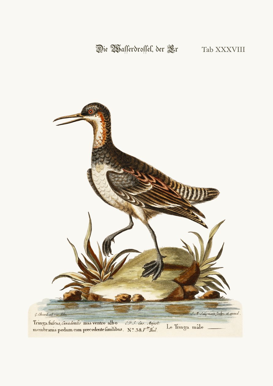 The Cock Coot-footed Tringa, 1749-73 av George Edwards