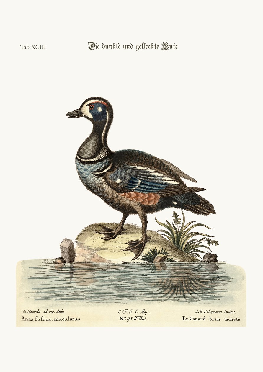 The Dusky and Spotted Duck, 1749-73 av George Edwards