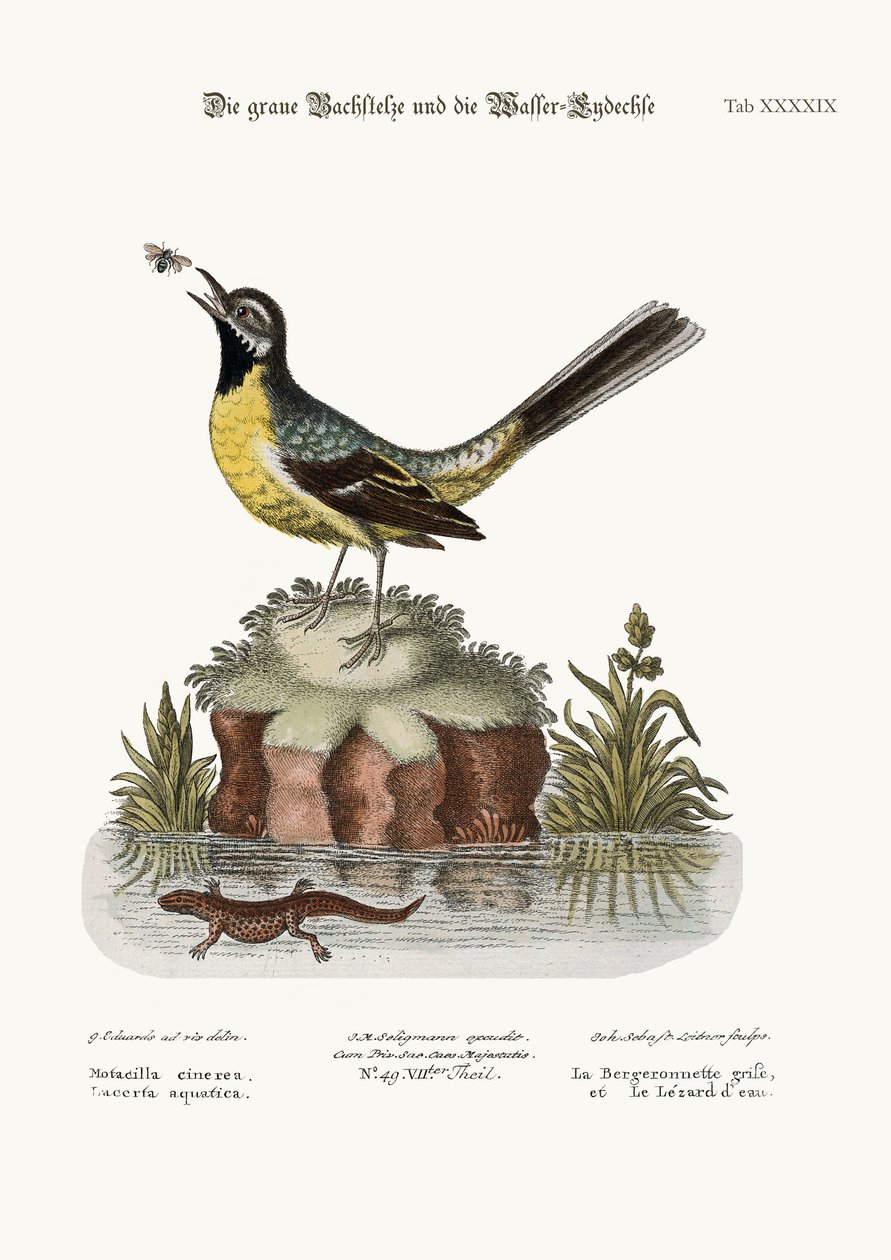 The Grey Water-Wagtail, and the Water Lizard, 1749-73 av George Edwards
