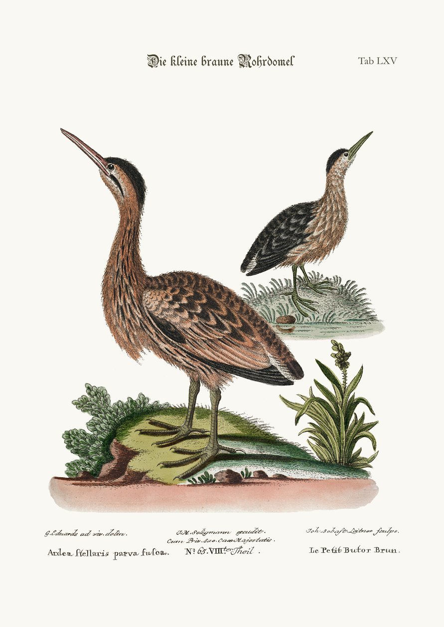 The Little Brown Bittern, 1749-73 av George Edwards