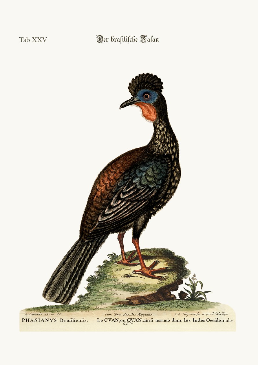 Quan eller Guan, 1749-73 av George Edwards