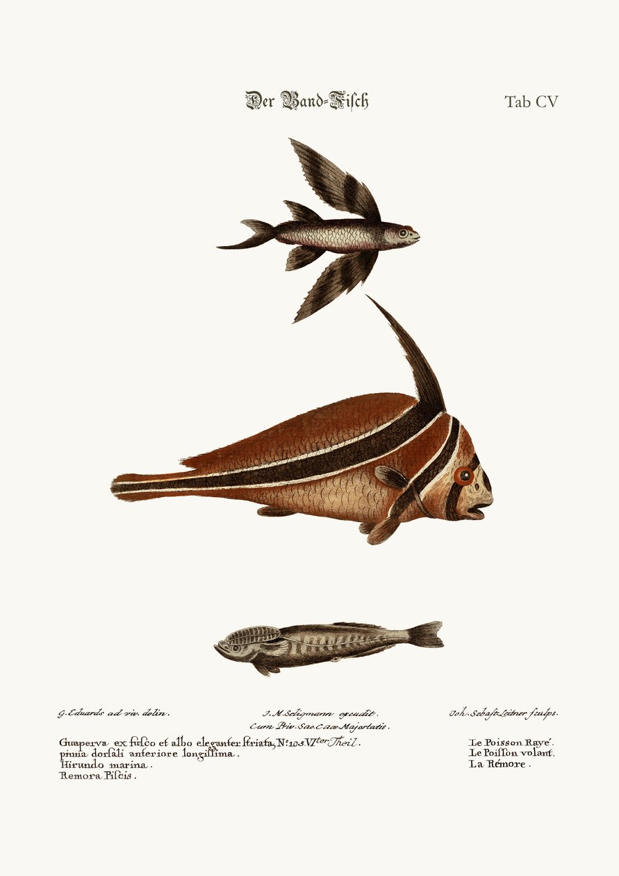 The Ribband-Fish, 1749-73 av George Edwards