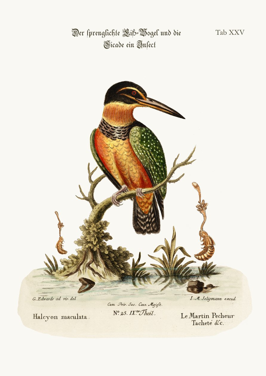 The Spotted Kingfisher, 1749-73 av George Edwards