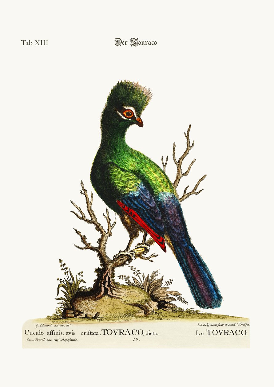 The Touraco, 1749-73 av George Edwards