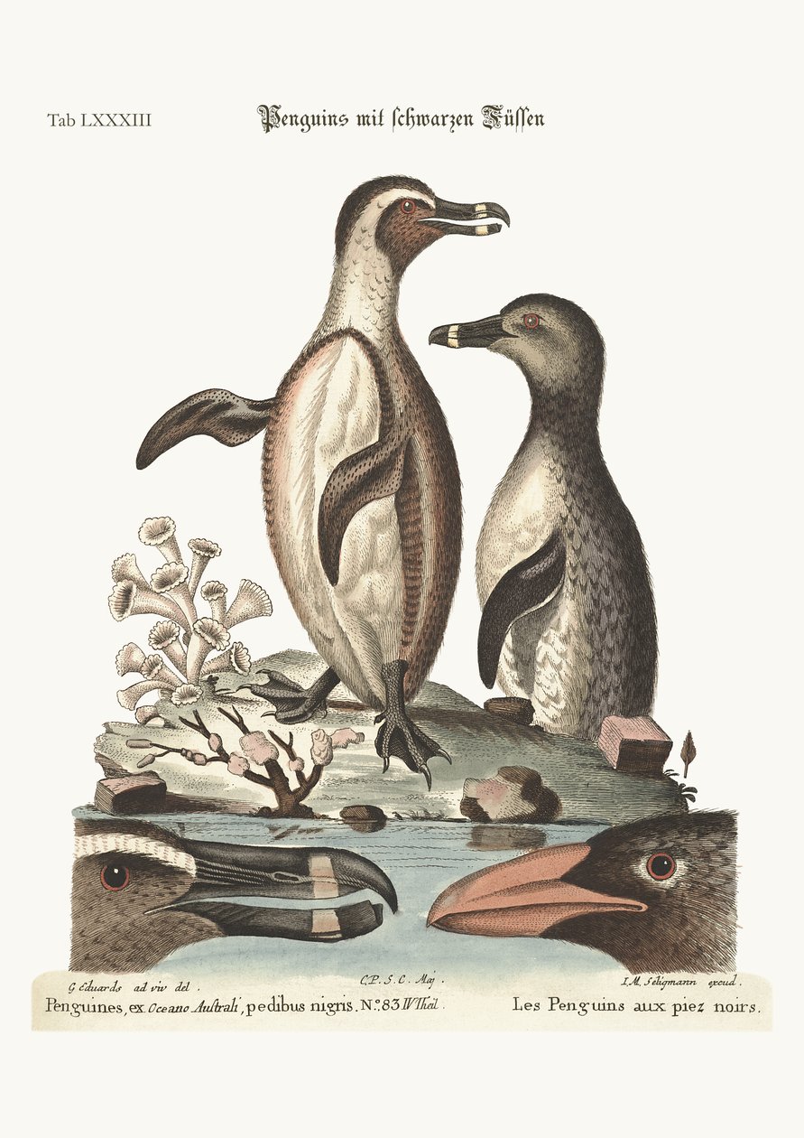 De svartfotede pingvinene, 1749-73 av George Edwards