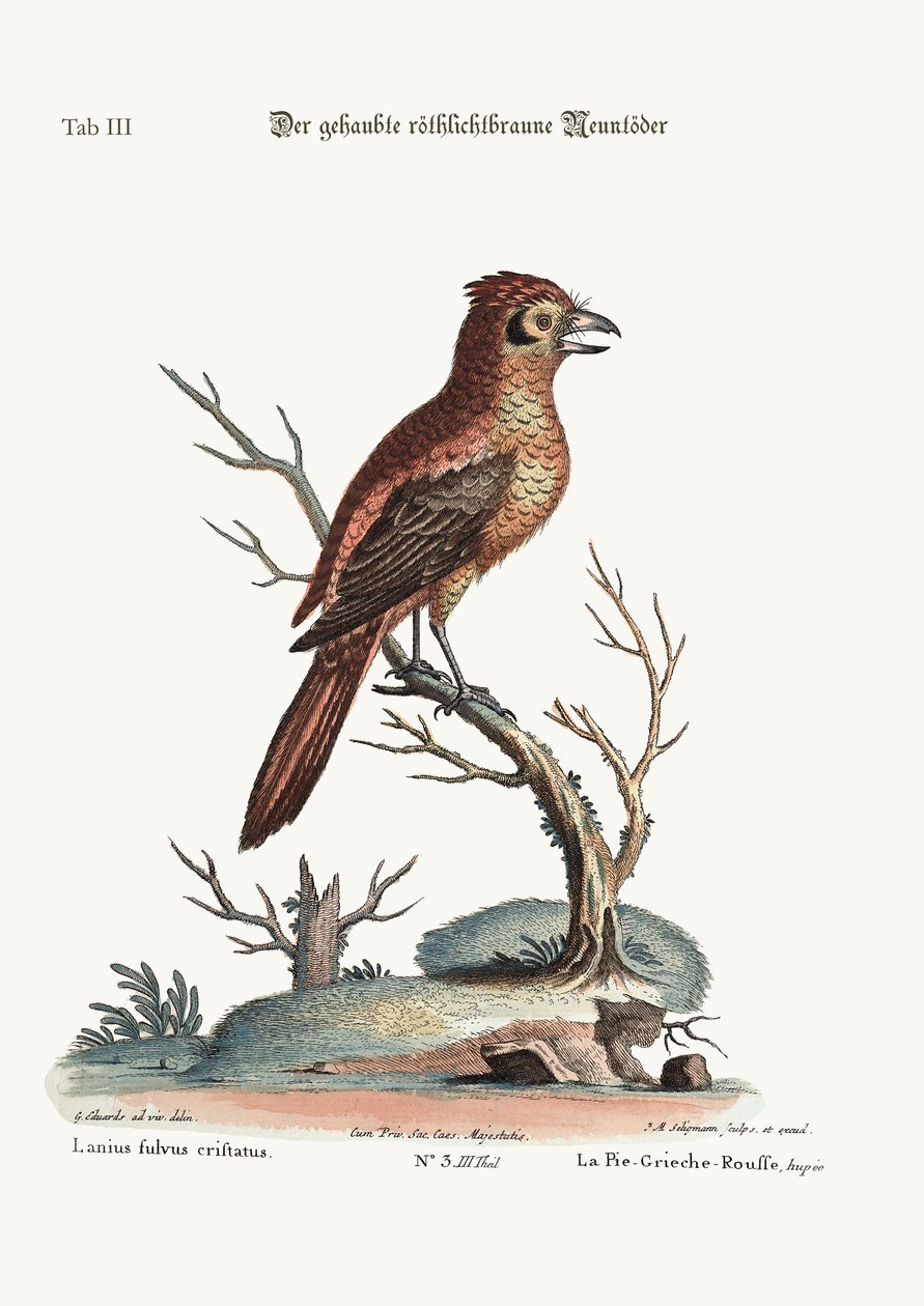 The crested Red or russit Butcher-Bird, 1749-73 av George Edwards