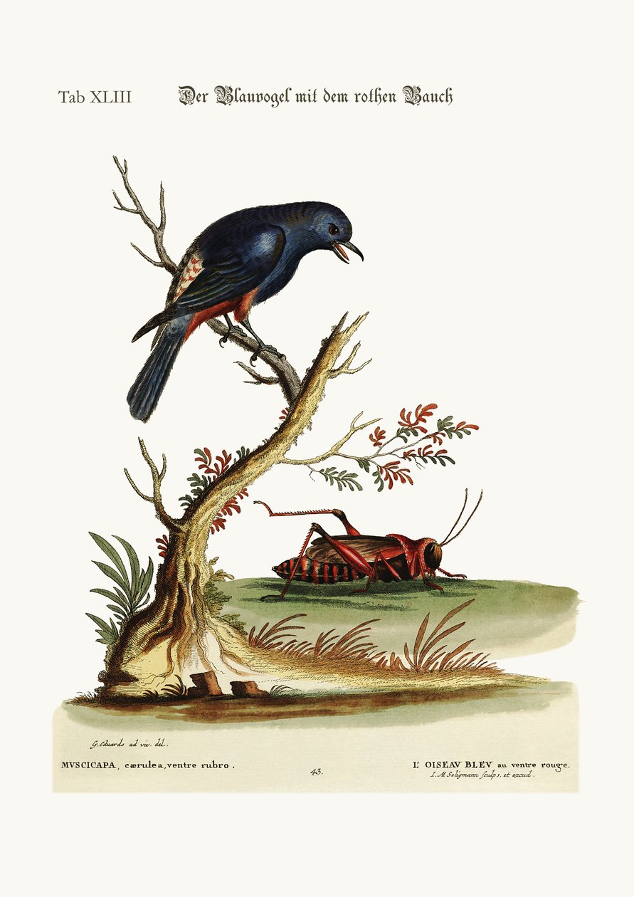 Den rødbuede blåfuglen, 1749-73 av George Edwards