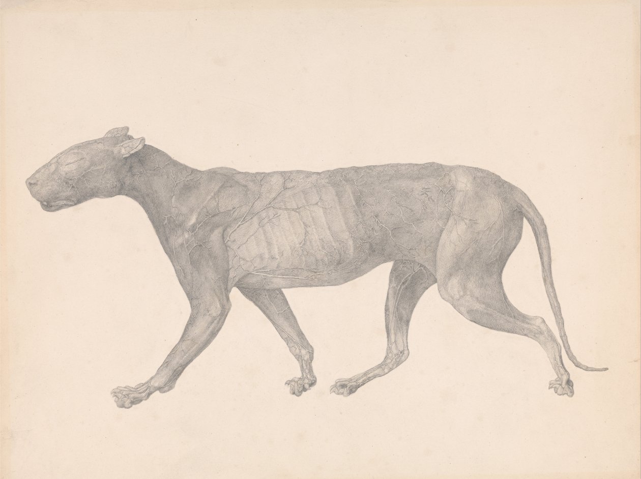 En komparativ anatomisk utstilling av menneskekroppens struktur med en tiger og en ... av George Stubbs