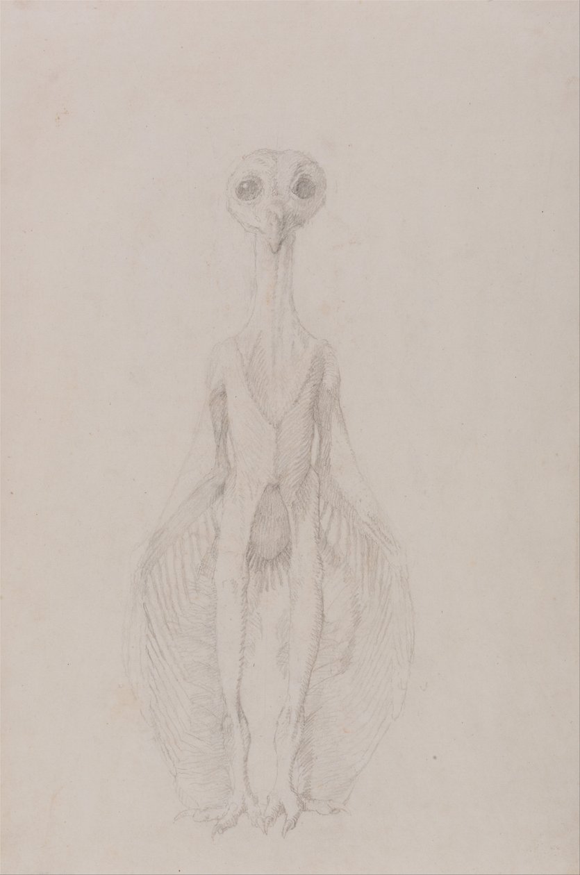En komparativ anatomisk utstilling av menneskekroppens struktur med en tiger og en ... av George Stubbs
