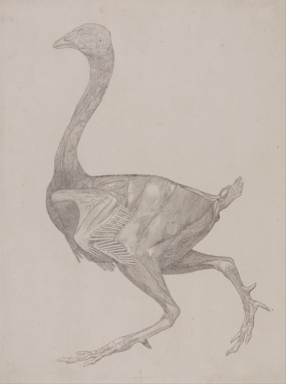 En komparativ anatomisk utstilling av menneskekroppens struktur med en tiger og en ... av George Stubbs
