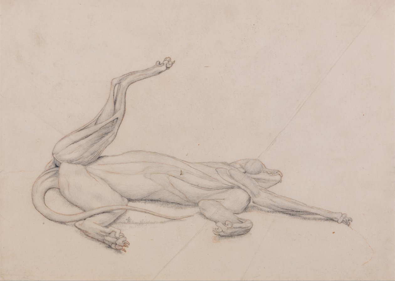 En komparativ anatomisk utstilling av menneskekroppens struktur med en tiger og en ... av George Stubbs