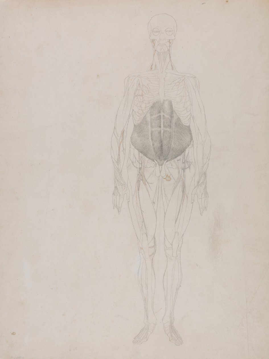 En komparativ anatomisk utstilling av menneskekroppens struktur med en tiger og en ... av George Stubbs