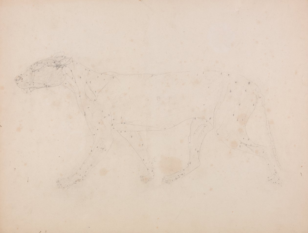 En komparativ anatomisk utstilling av menneskekroppens struktur med en tiger og en ... av George Stubbs
