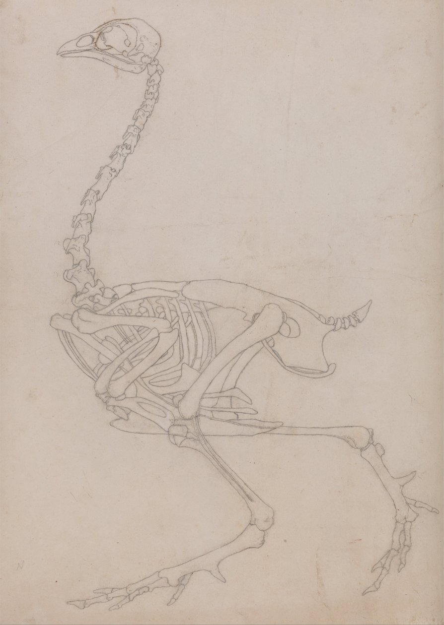 En komparativ anatomisk utstilling av menneskekroppens struktur med en tiger og en ... av George Stubbs