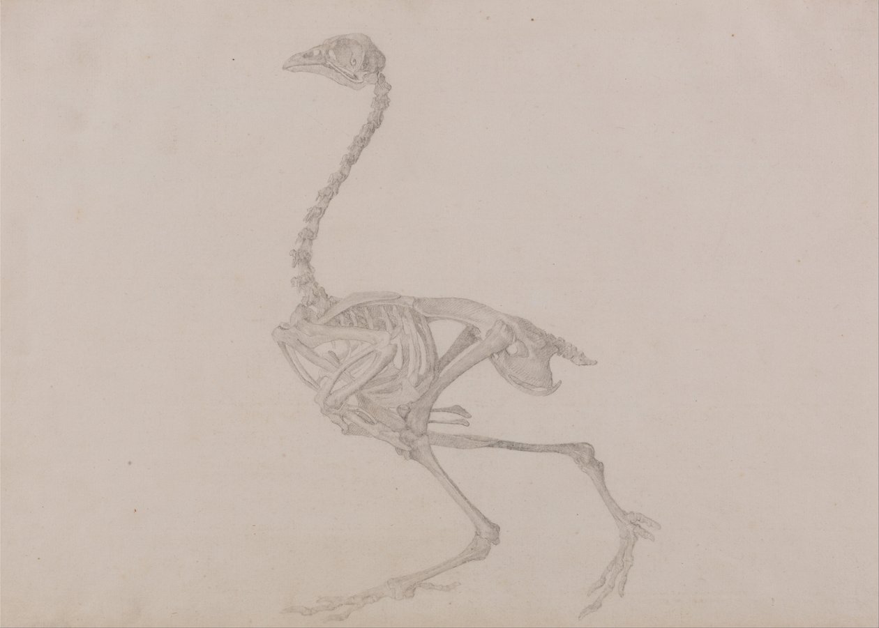 En komparativ anatomisk utstilling av menneskekroppens struktur med en tiger og en ... av George Stubbs