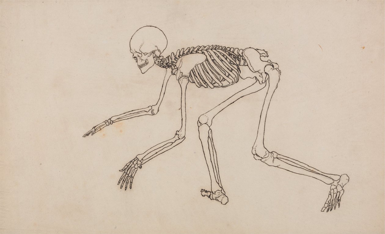 En komparativ anatomisk utstilling av menneskekroppens struktur med en tiger og en ... av George Stubbs
