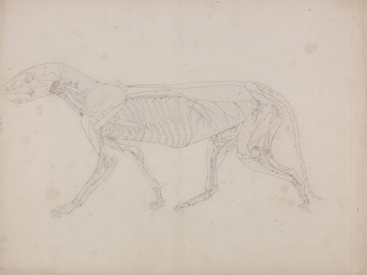 En komparativ anatomisk utstilling av menneskekroppens struktur med en tiger og en ... av George Stubbs