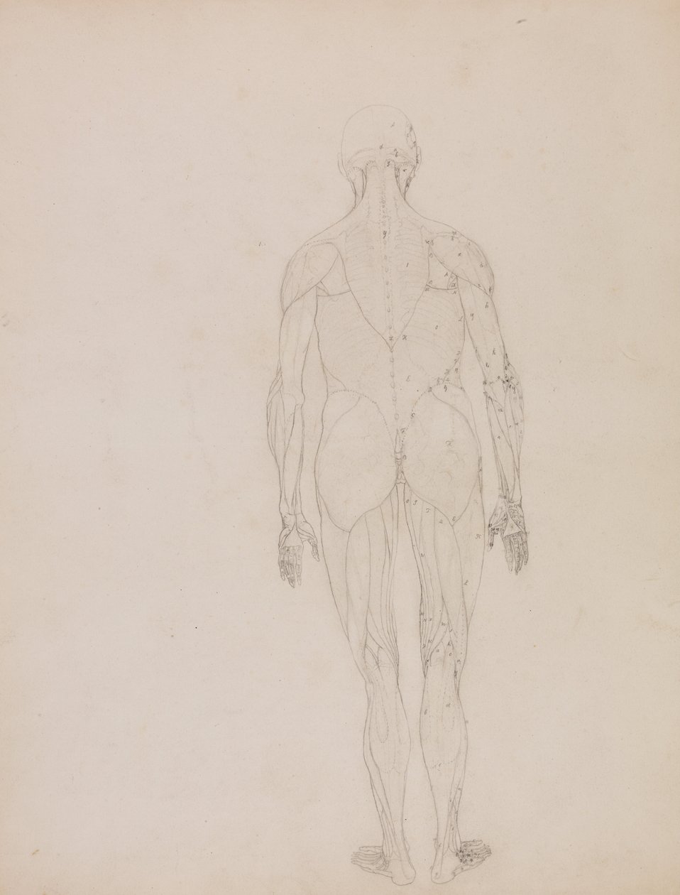 En komparativ anatomisk utstilling av menneskekroppens struktur med en tiger og en ... av George Stubbs